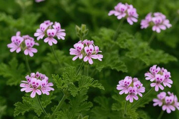Fototapeta premium Fragrant Geranium Blossoms (also known as Rose Geranium or Wild Malva) in a European city. Latin name Pelargonium Graveolens, originally from southern Africa.