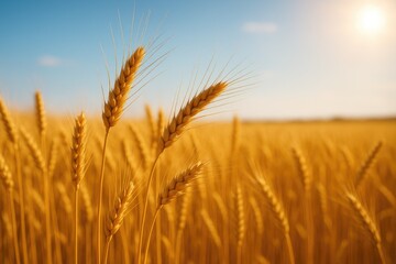 Fototapeta premium Close-up of ripe golden wheat heads in a lush rural setting under bright sunlight, showcasing a bountiful harvest scene