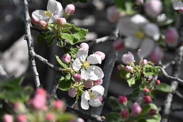 Nature's Bounty: Ripe Apple and Green Leaves on the Tree Branch
