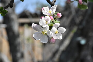Nature's Bounty: Ripe Apple and Green Leaves on the Tree Branch
