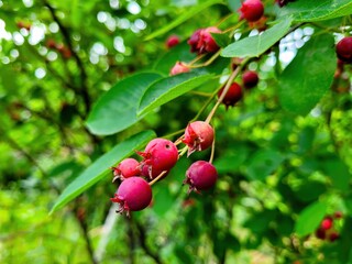 Vibrant Red Berries Resting on Lush and Lively Green Branches Surrounded by Natures Beauty
