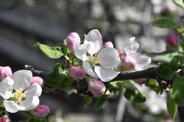Nature's Bounty: Ripe Apple and Green Leaves on the Tree Branch
