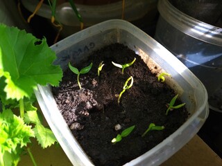 New Beginnings in the Garden
