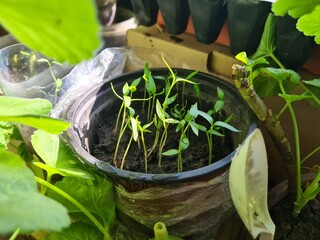 New Beginnings in the Garden
