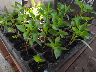 New Beginnings in the Garden
