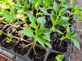 New Beginnings in the Garden
