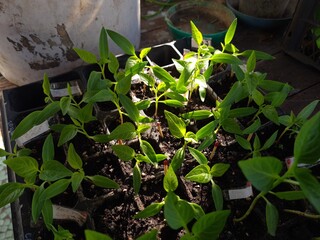 New Beginnings in the Garden
