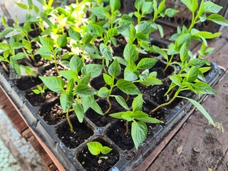 New Beginnings in the Garden
