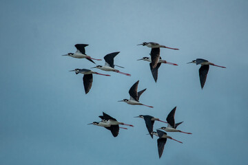 Black-necked stilt (Himantopus mexicanus) flying on blue sky background.