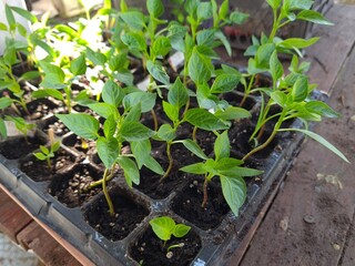 New Beginnings in the Garden
