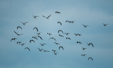 Black-necked stilt (Himantopus mexicanus) flying on blue sky background.