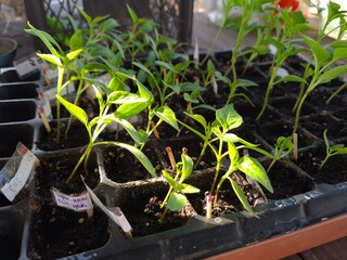 New Beginnings in the Garden

