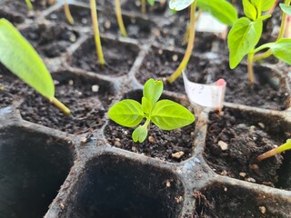 New Beginnings in the Garden
