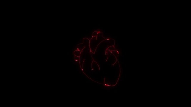 Human Heart icon .Cardiology logo design template. Human anatomy medical concept. Anatomically correct human heart beating on a dark red background, representing health, love, and life