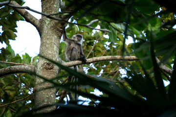 Rare Indochinese silver langur on the native habitat in Hon Chong. Silver langur in the groupe in Vietnam's rain forest. Asian primates in the wild. 