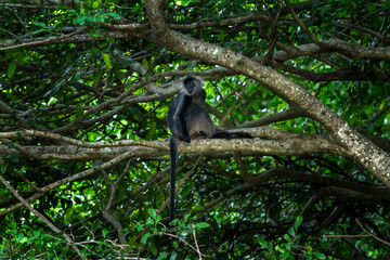 Rare Indochinese silver langur on the native habitat in Hon Chong. Silver langur in the groupe in Vietnam's rain forest. Asian primates in the wild. 
