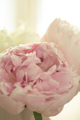 Pink peony flower in bloom close up still with smooth petals on a bright yellow light background