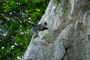 Rare Indochinese silver langur on the native habitat in Hon Chong. Silver langur in the groupe in Vietnam's rain forest. Asian primates in the wild. 