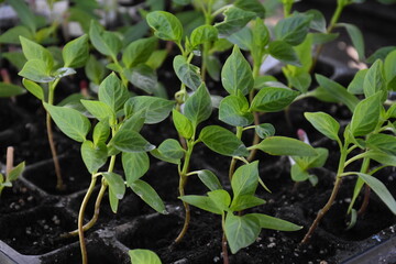 New Beginnings in the Garden
