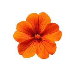 Vibrant orange geranium flower with intricate veins isolated on transparent background