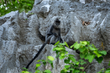 Rare Indochinese silver langur on the native habitat in Hon Chong. Silver langur in the groupe in...