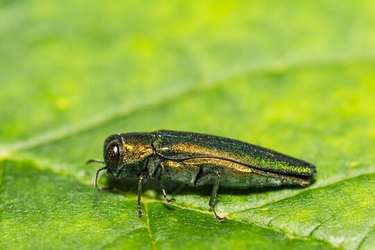Emerald Ash Borer - Agrilus planipennis
