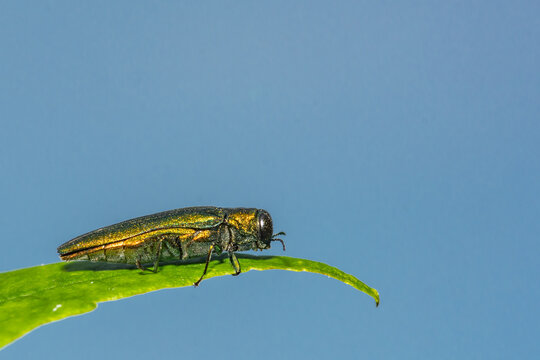 Emerald Ash Borer - Agrilus planipennis