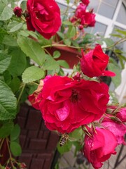 bunch of red roses