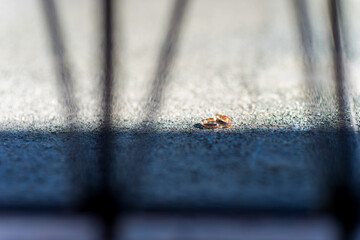 Two wedding rings lying on the ground. Two wedding rings rest on the pavement, partially shaded by...