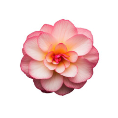 Beautiful pink and yellow begonia flower with delicate petals isolated on transparent background