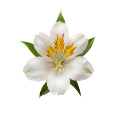 Delicate white alstroemeria flower with red and yellow markings and green leaves isolated on transparent background