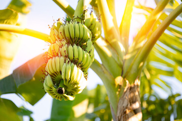 Bunch ripe yellow banana baby, plantation fruits tree in farm of Thailand