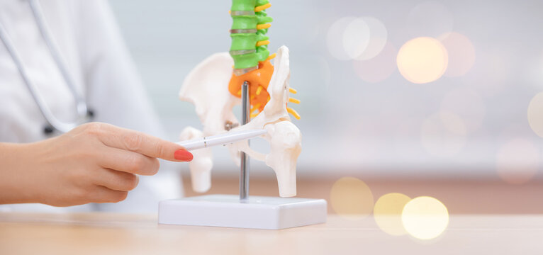 Female doctor orthopedist demonstrates human spine anatomy model, banner medical education with bokeh