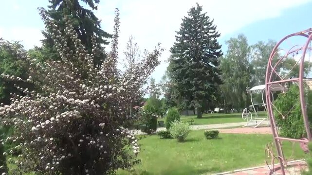 A beautiful ornamental Physocarpus viburnifolia Diabolo tree with white flowers in a natural landscape decorates a city square. Wind romantically flutters long branches of physocarpus opulifolius with