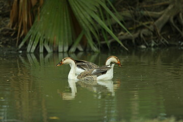 Great crested grebe swimming gracefully in a calm blue lake alongside a white duck in the water
