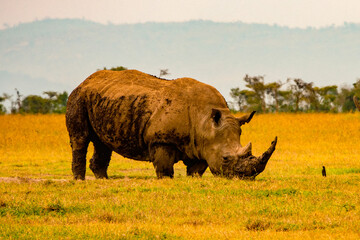 Scenic view of a white rhino grazing in the panoramic savannah grassland landscapes of Ol Pejeta Conservancy in Nanyuki, Kenya 