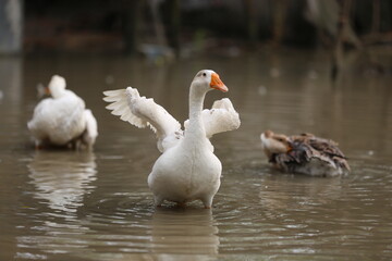 Two beautiful white ducks swim peacefully, their feathers reflecting on the still water