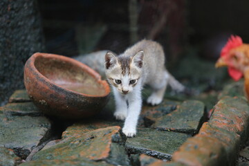 Curious Kitten Exploring Rustic Outdoor Environment”