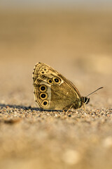 A butterfly sits on the sand