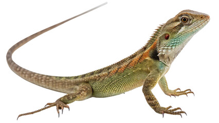 Naklejka premium Lizard, isolated transparent background