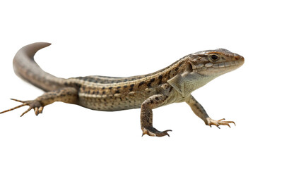 Naklejka premium Lizard, isolated transparent background