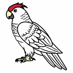 Parrot Line Art – Cockatoo Bird Vector Illustration