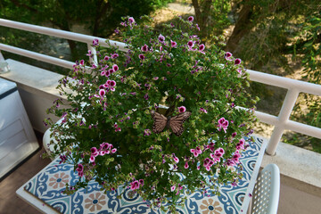 Butterfly on vibrant pink geraniums