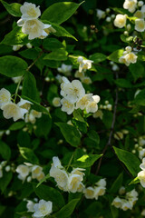 lemongrass flowers on a bush