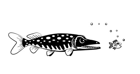 A fast, angry pike catches up with a frightened little fish. Silhouettes on white. Vector black and white illustration. 