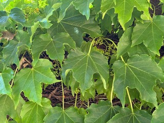 Close-up of lush green Boston ivy leaves with visible vein patterns, growing thickly over a shaded forest floor background. 