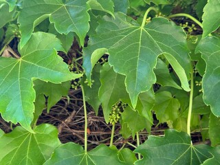 Close-up of lush green grapevine leaves with small budding grapes, showcasing vibrant summer foliage and natural vineyard growth.