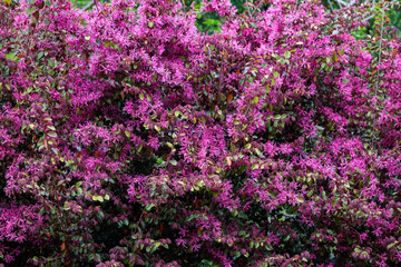 Obraz premium Chinese fringe bush flowers blooming in the garden hedge.