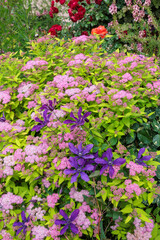 Flowers blooming in early summer and purple clematis flowers.