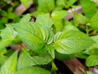 Close-Up of Fresh Green Tropical Leaves with Natural Texture and Glossy Surface in Daylight for Background, abstract botanical pattern with organic shapes